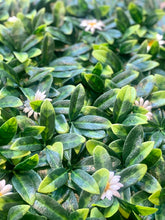 Load image into Gallery viewer, Vertical Garden Panels UV Resistant 50cm x 50cm | White Daisy